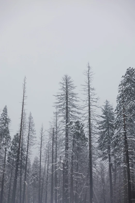 snow covers the ground, trees and grass near a snow - covered hillside