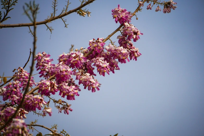 flowers are blooming on a nch against the blue sky