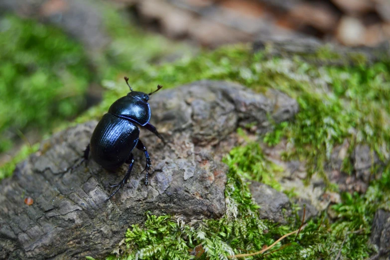 a blue beetle is sitting on the nch of a tree