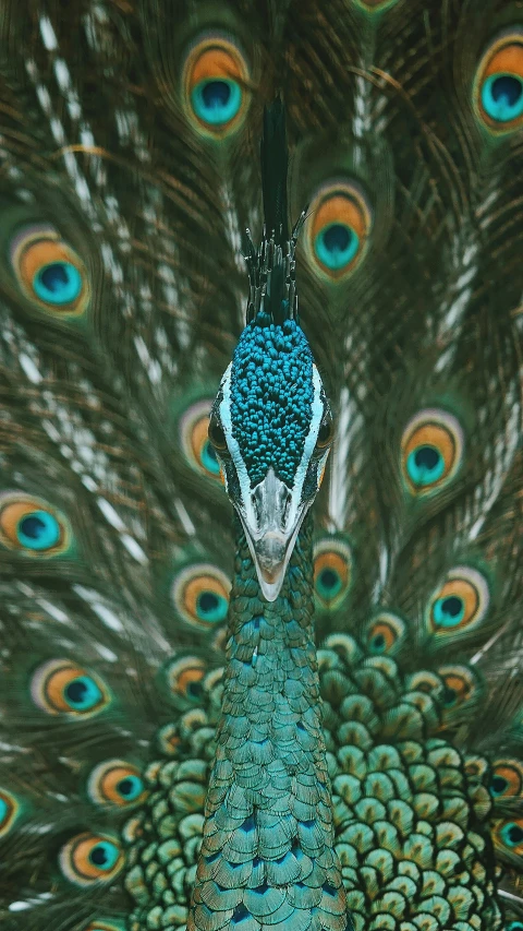 a peacock with very big feathers displaying the feathers