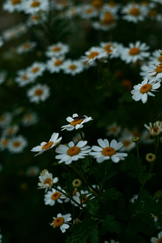 a lot of white and orange flowers in a field