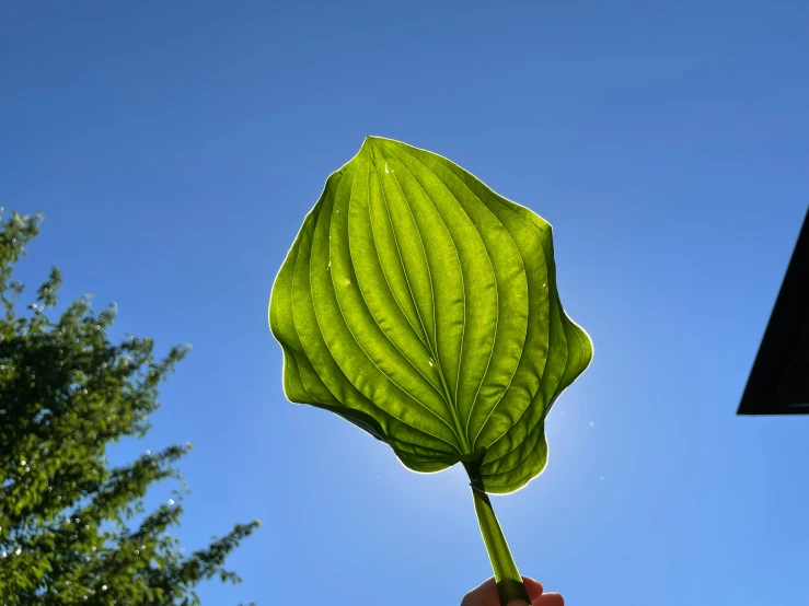 someone holding a leaf in their right hand against the blue sky