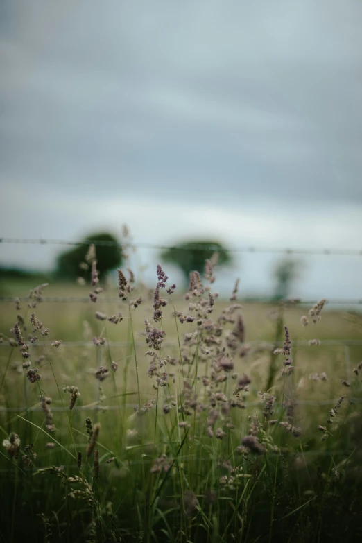 the green field with purple flowers and blue sky in the background