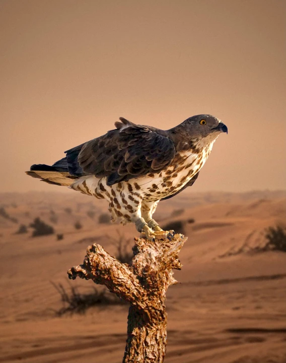 a large bird sits on top of a wooden nch in the desert