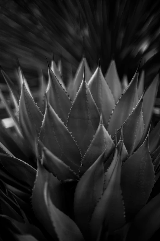 black and white po of a plant with leaves