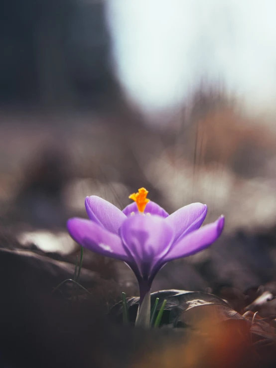 there is a purple flower sitting alone in the grass