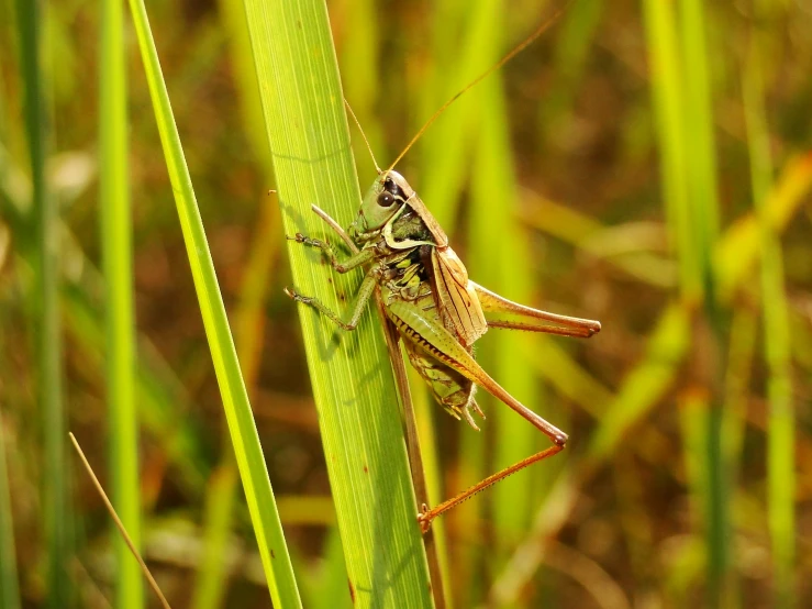 a grasshopper is standing on some green leaves