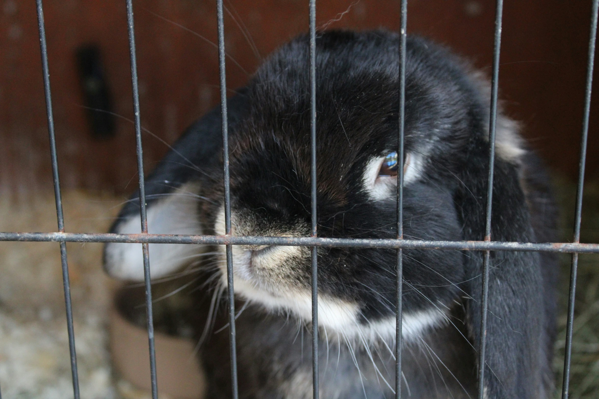 the face of a black bunny behind a metal fence