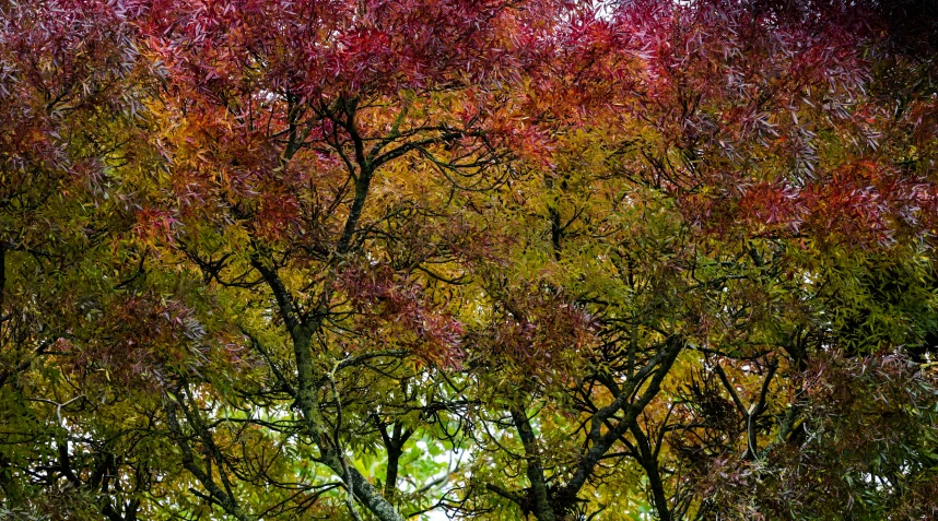 the tree looks like it has red leaves