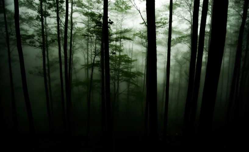 tall trees in a foggy forest on a dark evening