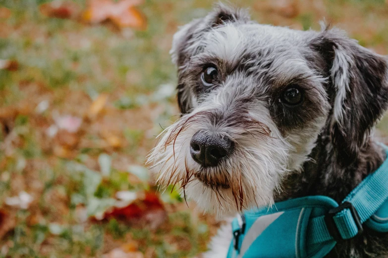 a small grey and white dog wearing a blue purse