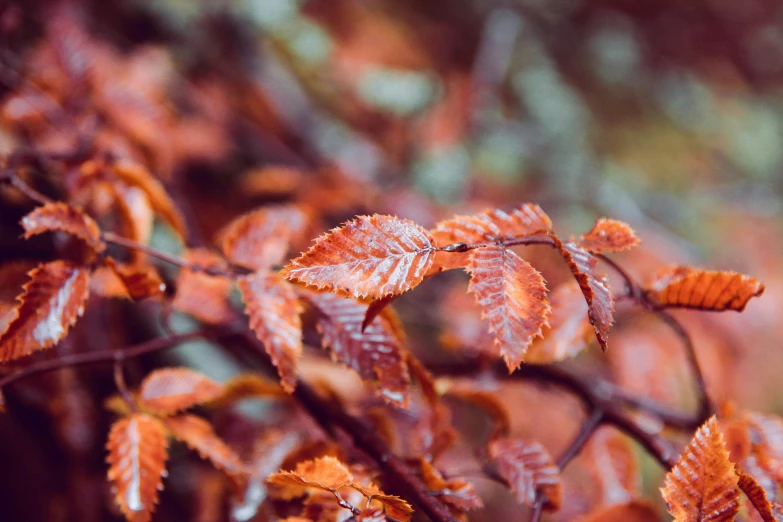 bright autumn leaves and nches with oranges and browns