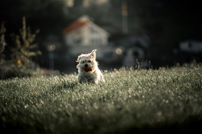 a small white dog running across a grass covered field