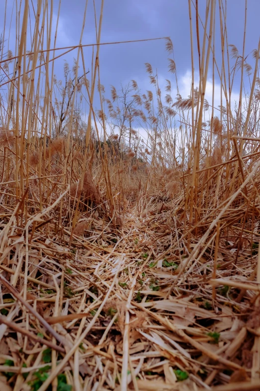 grasses with long brown tops stand in a field