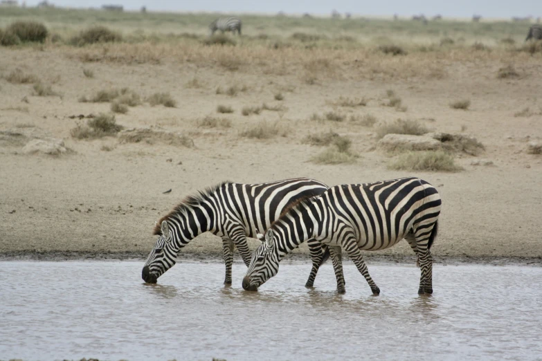 three zes that are standing in the water