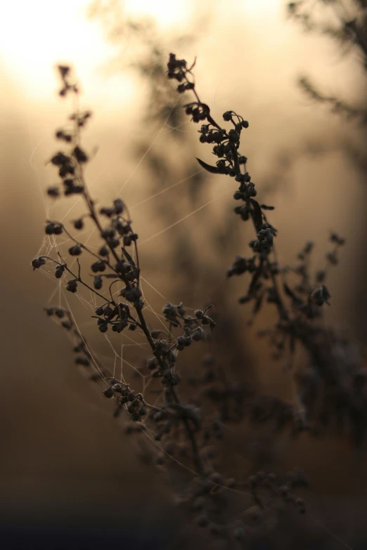 a blurry image of the nches of a plant