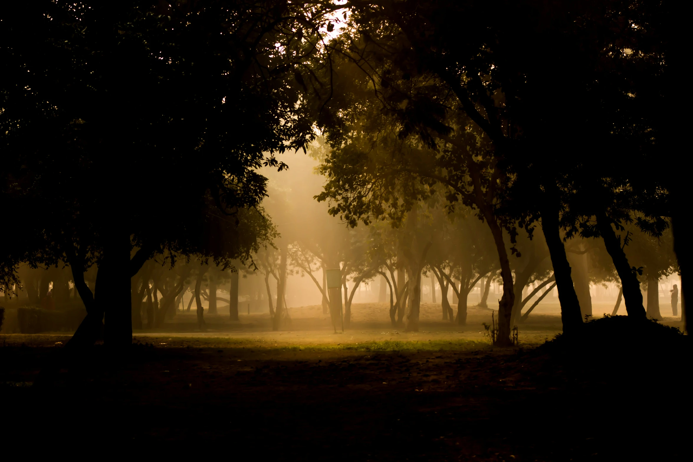 fog and low light in a wooded area with trees