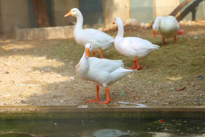 three ducks near a pond near a building