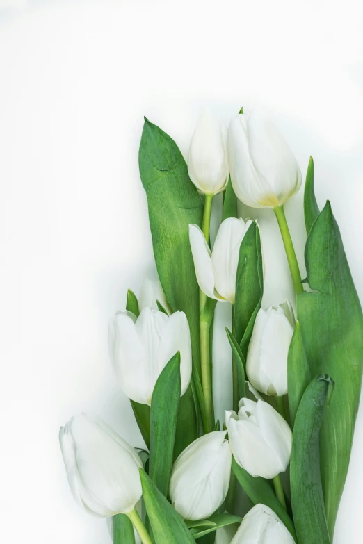 a close up of flowers with leaves on them