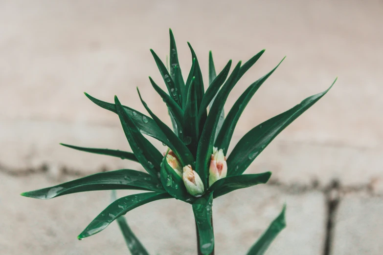 a green plant that has been fully blooming