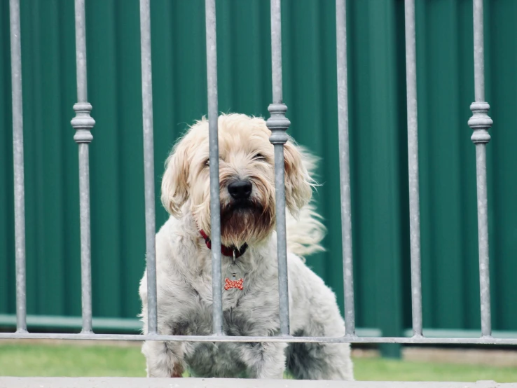 a dog standing behind a fence with his eyes open