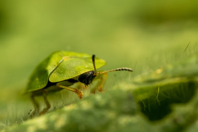 there is a bug that is sitting on a green plant