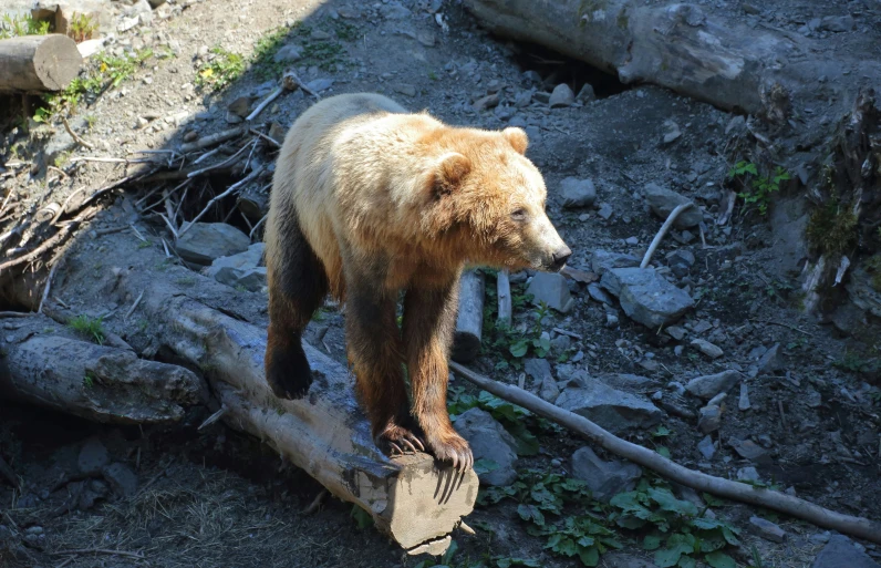 a brown bear standing on top of a tree log