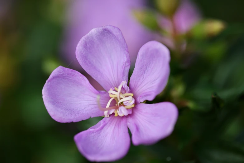 a close - up s of the middle and center flower