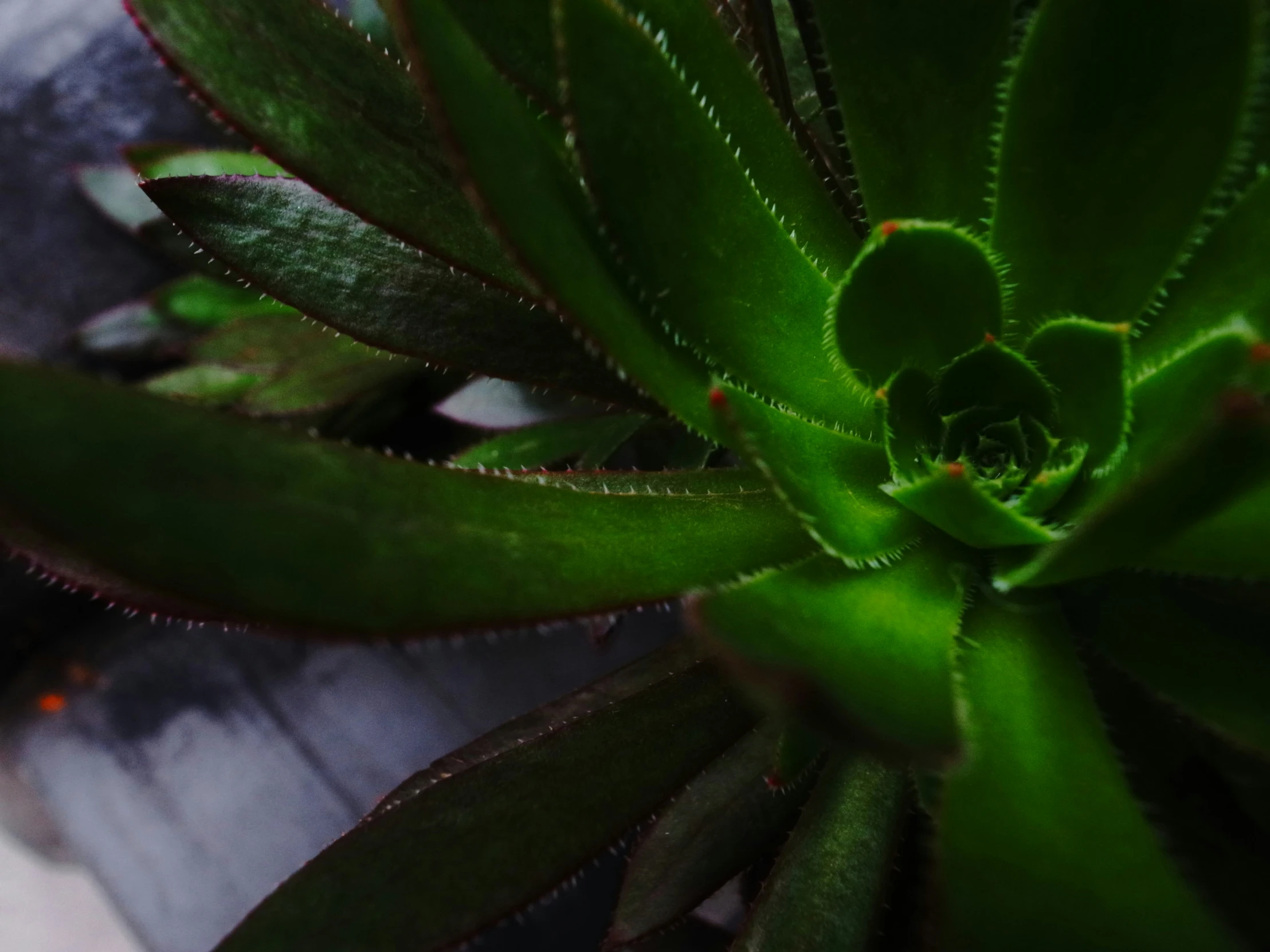 a close up s of some pretty green plants