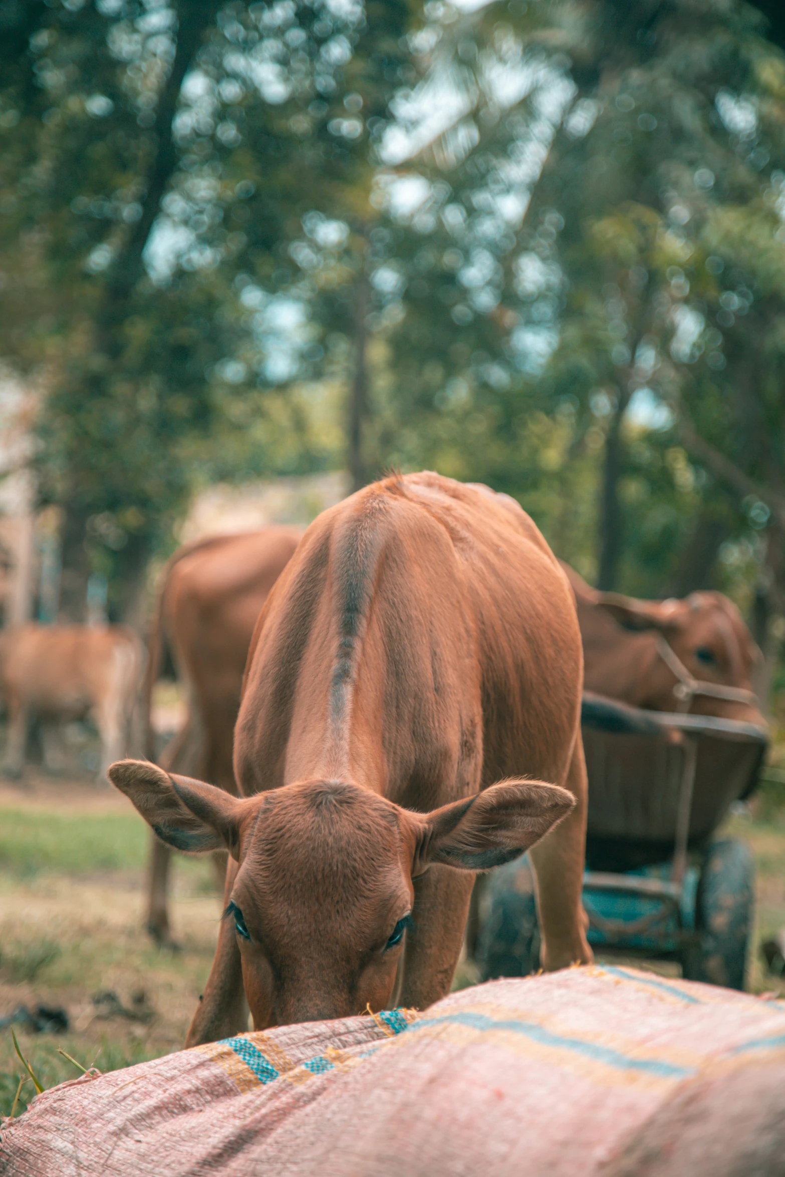 a cow on the grass is eating from the hay cart