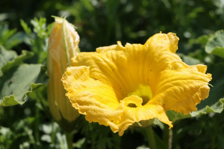 an orange flower in a grassy area with some foliage