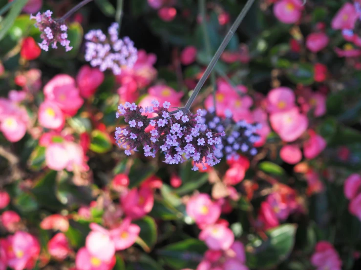 many pink flowers with green stems in a field