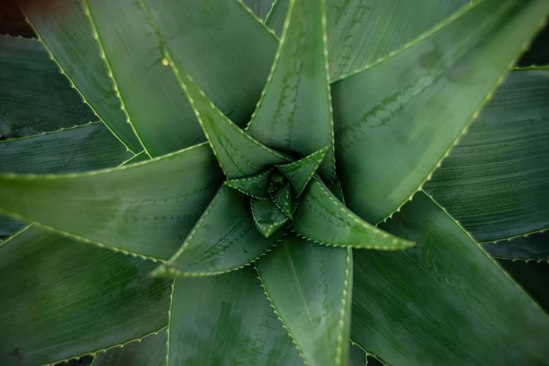 this is an aerial view of a plant that looks very green