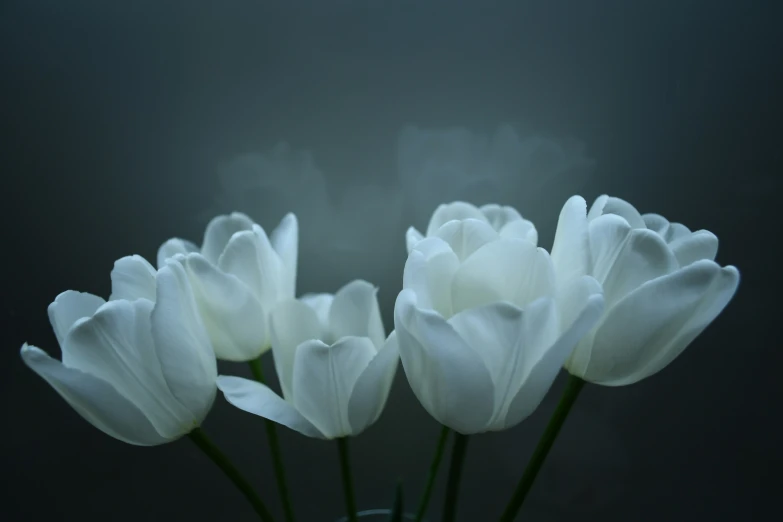 three white tulips are sitting in a vase