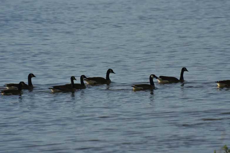 several ducks are swimming along a body of water