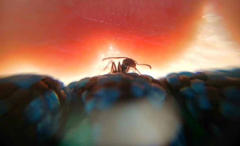 a bug sitting on top of a large piece of fabric