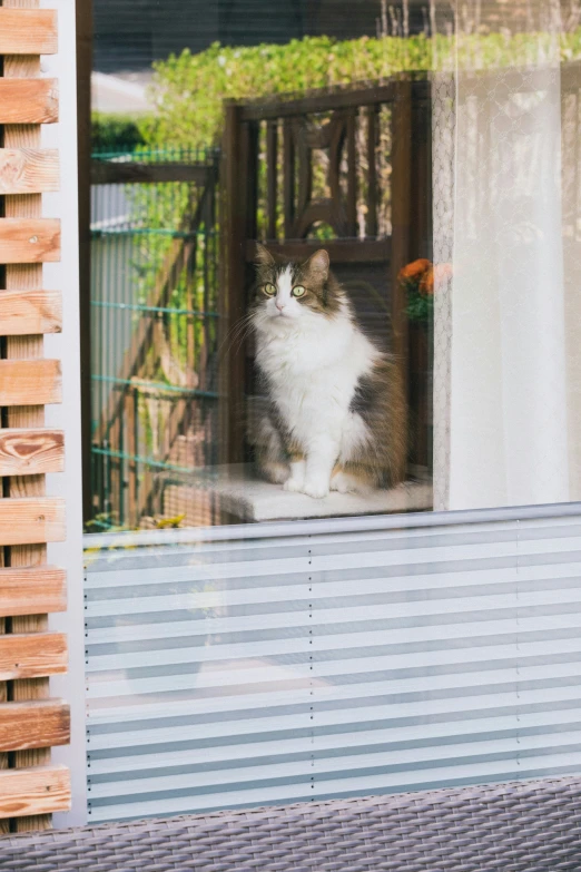 a cat sitting on the window sill looking outside