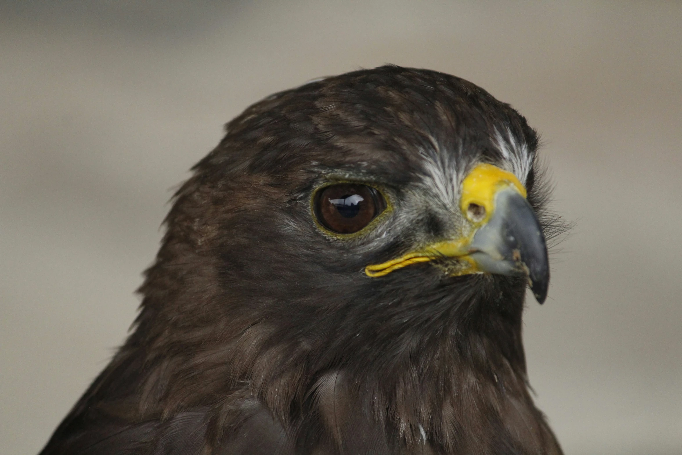 a close up of a bird with brown feathers