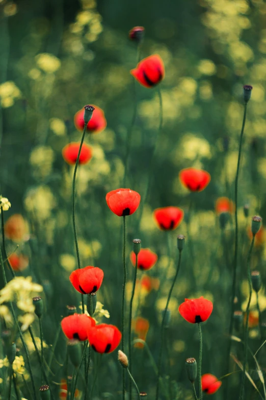 a bunch of red flowers are in some tall grass