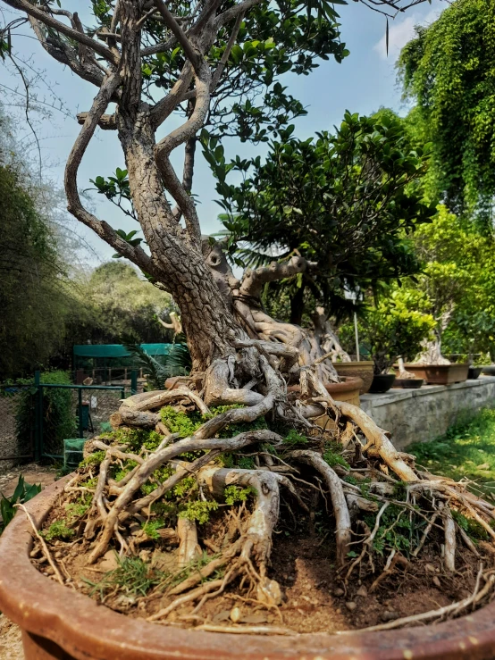 a tree with large, old roots that has recently fallen down