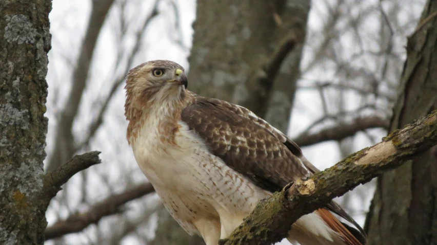 a bird is sitting on a tree nch