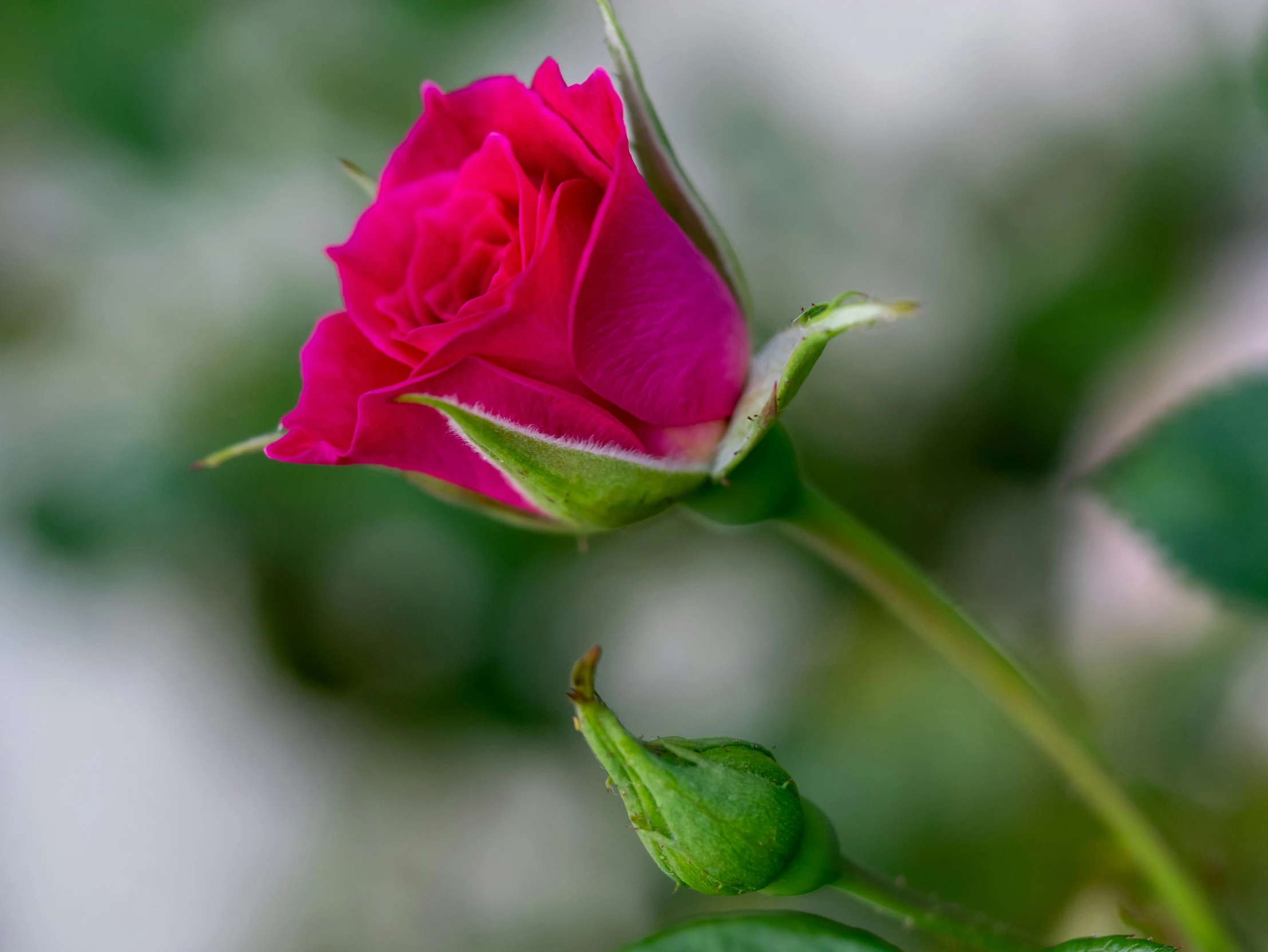 a flower is growing in a pot with the buds on the end