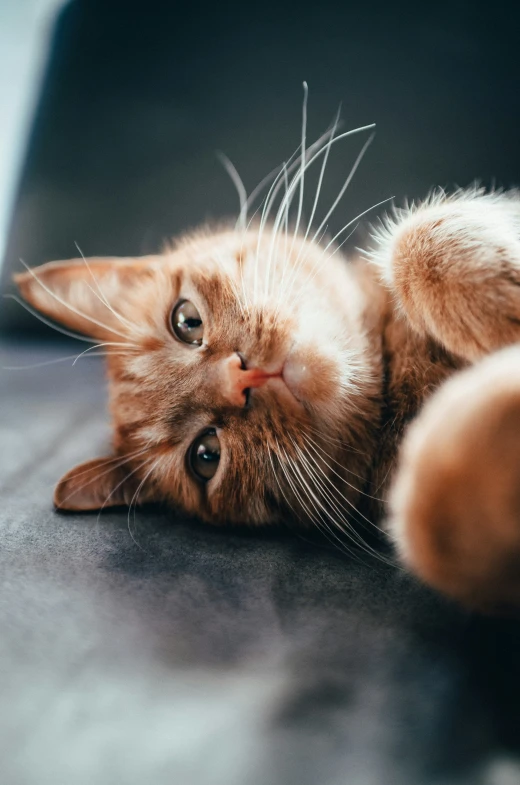 an orange tabby cat laying on a couch