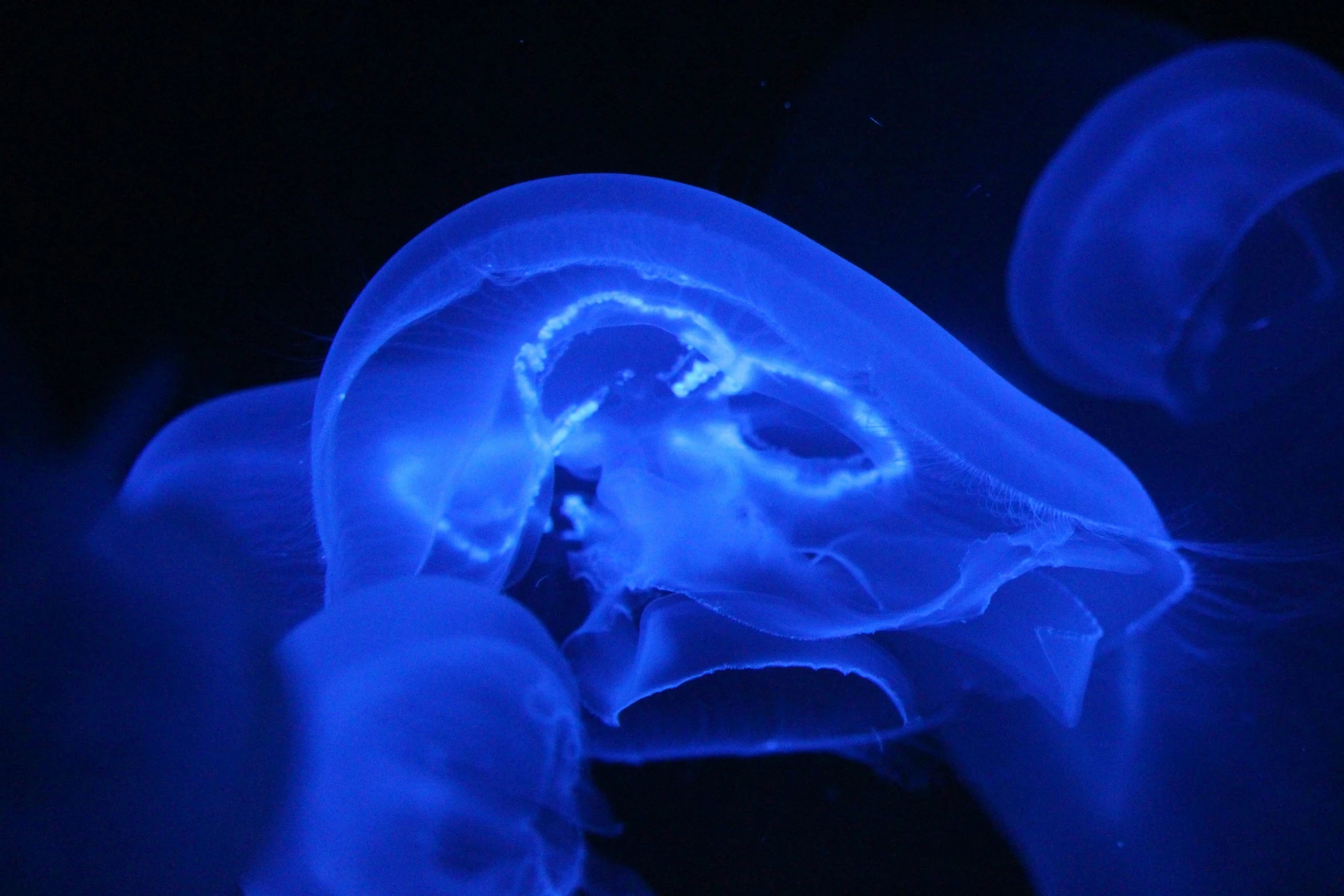 a man holding a large jellyfish in the ocean