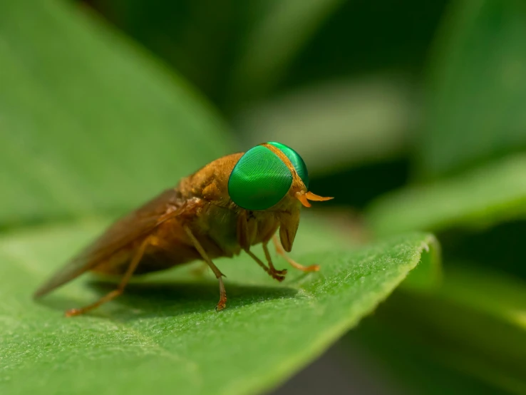 a close up s of a small insect on a green leaf