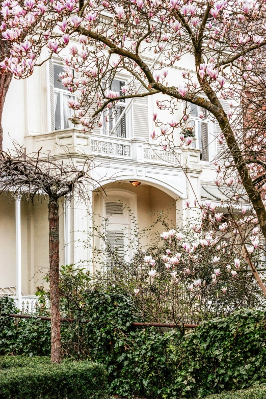 pink flowers in front of a house with white trim