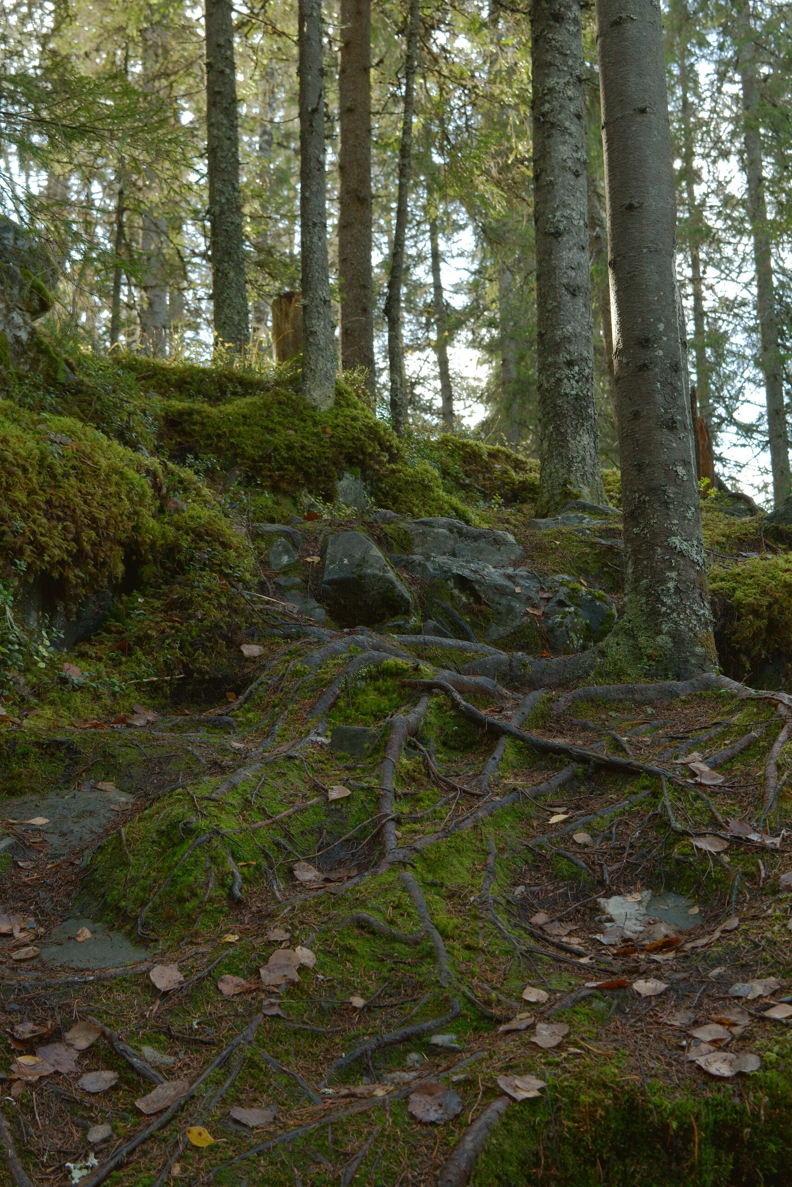 a group of trees and foliage in a forest