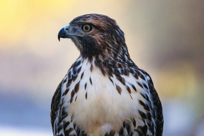 a close up of a brown and white bird