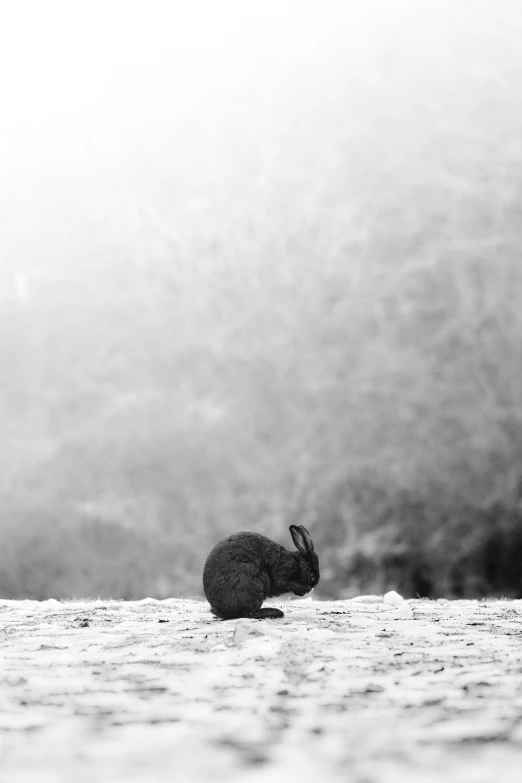 black rabbit sitting on top of white sand next to forest