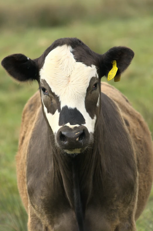 a young calf is seen standing alone on a grassy pasture